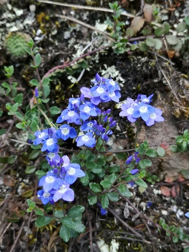 Veronica liwanensis