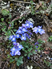 Liwa Speedwell (Veronica liwanensis)