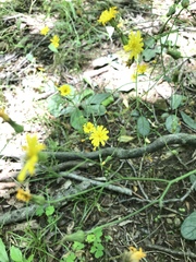 Hieracium venosum