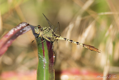 Arigomphus submedianus