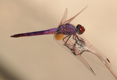Trithemis annulata