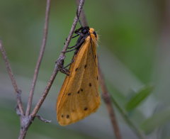 Setina irrorella