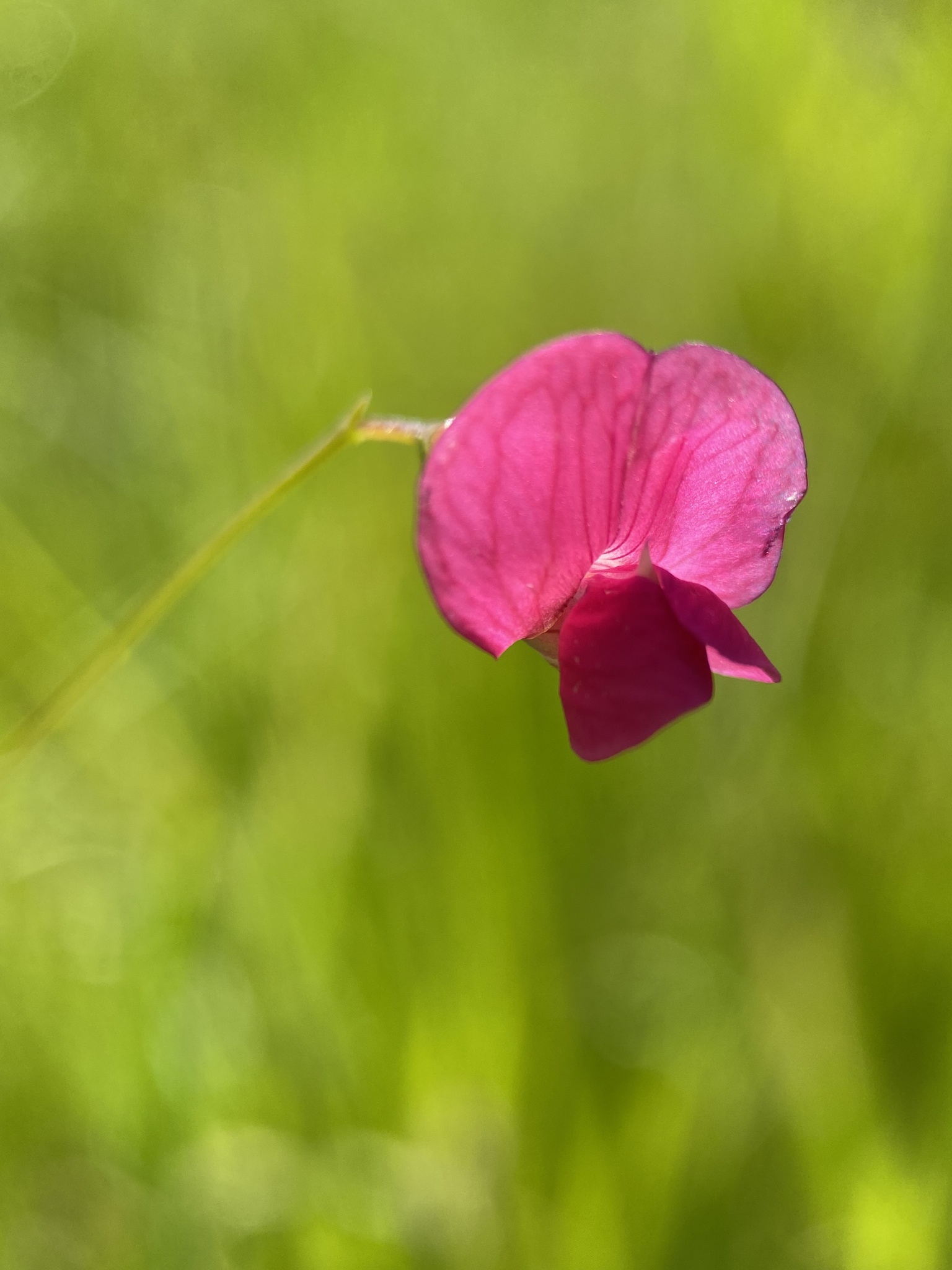Lathyrus nissolia