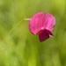 Grass Vetchling - Photo (c) Victoria R. Williams, some rights reserved (CC BY-NC), uploaded by Victoria R. Williams