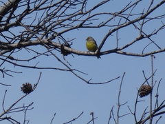 Carduelis citrinella