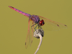 Trithemis annulata