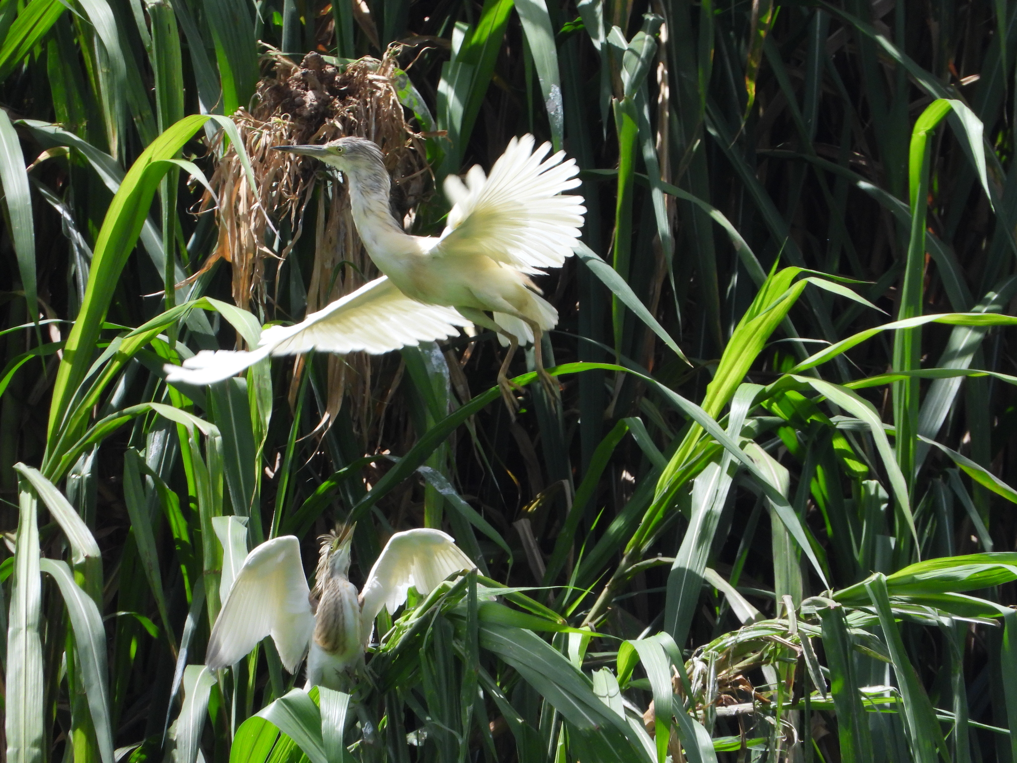 Malagasy Pond Heron (Ardeola idae), photo 7