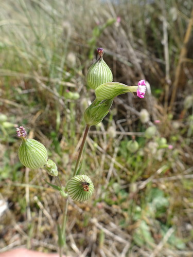 Silene conica iNat (1)