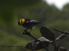 Setophaga chrysoparia