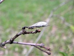 Dichrostigma flavipes