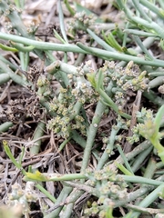 Thesium frisea