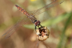 Trithemis annulata