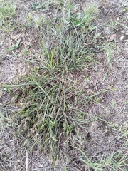 Thesium frisea