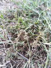 Thesium frisea