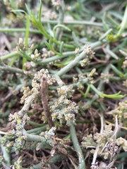 Thesium frisea
