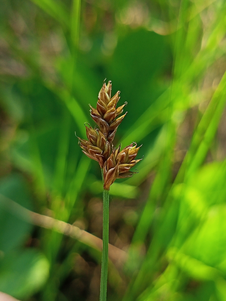 Hudson Bay Sedge