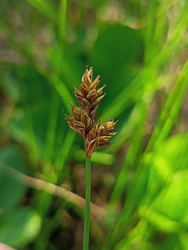 Carex heleonastes