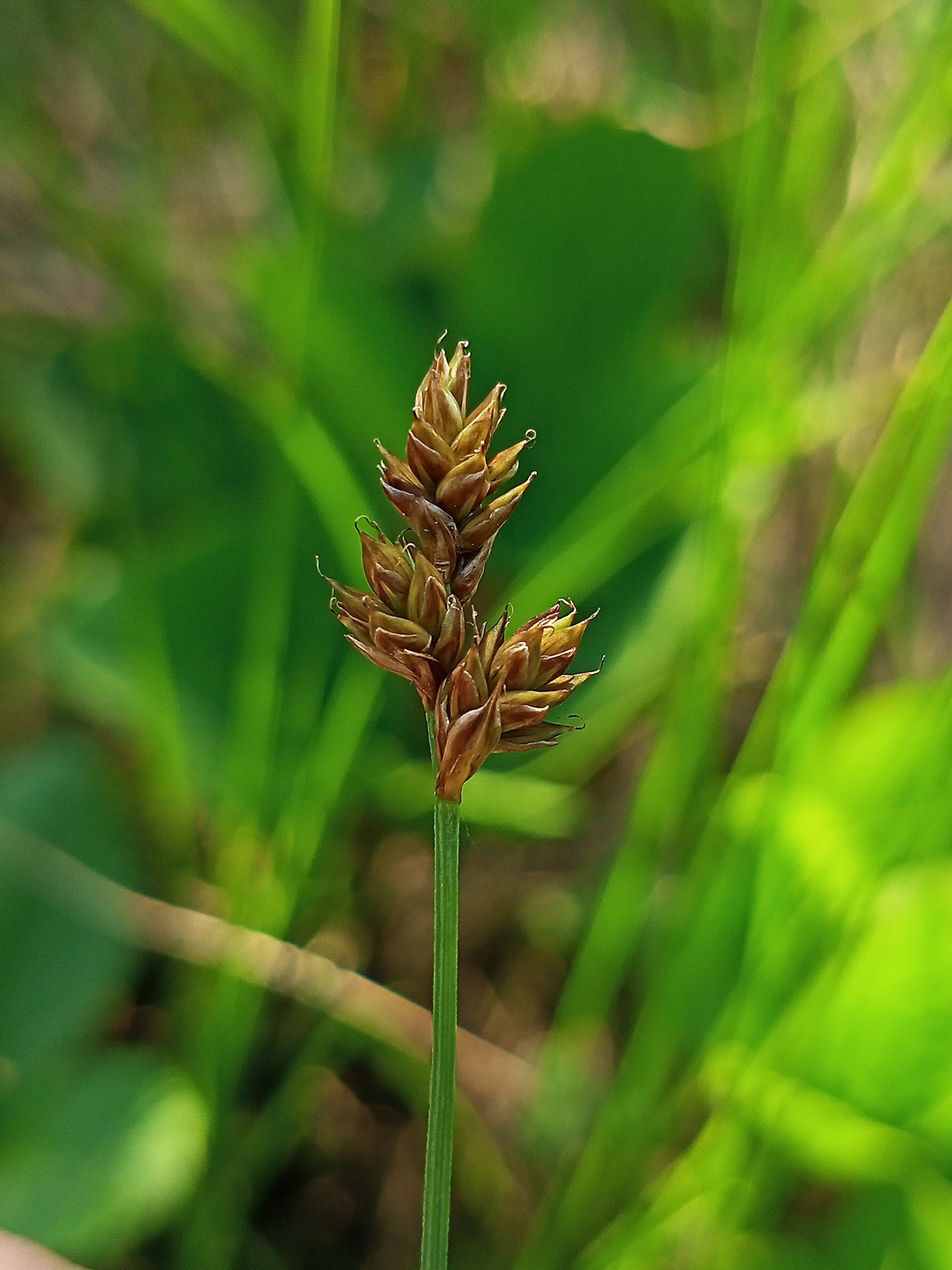 Carex heleonastes