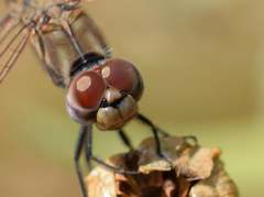 Trithemis annulata