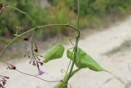 Fridericia floribunda, photograph 6
