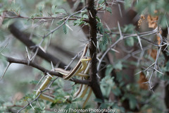 Psammophis subtaeniatus