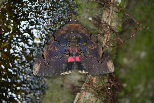 Carissima Underwing photo 4