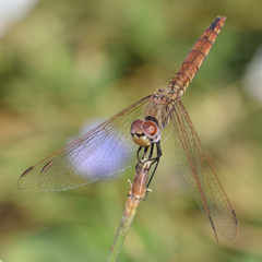 Trithemis annulata