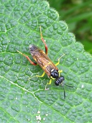 Macrophya