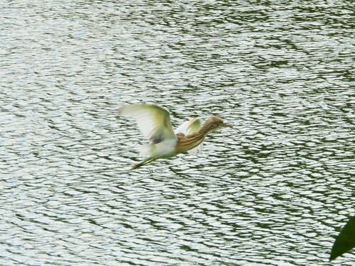 Malagasy Pond Heron (Ardeola idae), photo 10