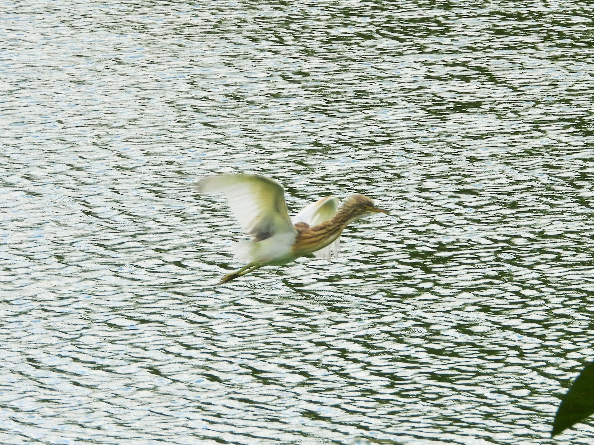 Malagasy Pond Heron (Ardeola idae), photo 6