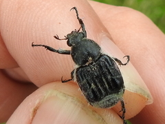 Trichiotinus texanus