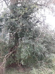 Achatocarpus praecox