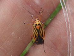 Calocoris barberi