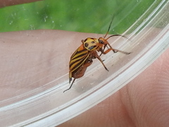 Calocoris barberi