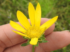 Xanthisma texanum drummondii