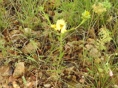 Xanthisma texanum drummondii