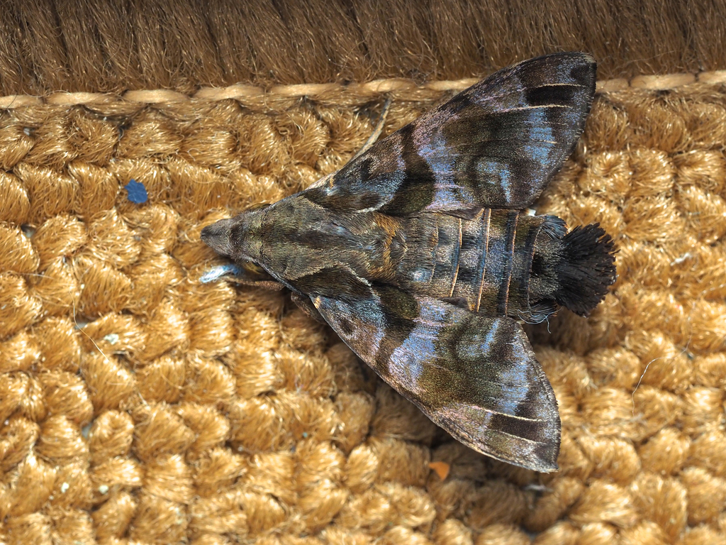 Macroglossum poecilum