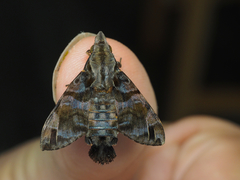 Macroglossum poecilum