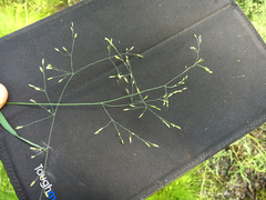 Torreyochloa pallida