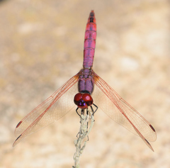 Trithemis annulata