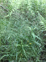 Torreyochloa pallida