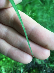 Torreyochloa pallida