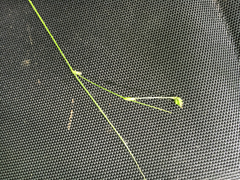 Carex trisperma