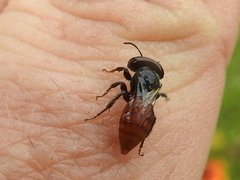 Macrotera