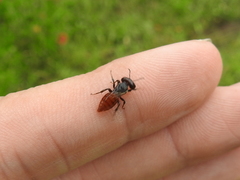 Macrotera