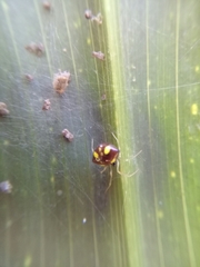Theridula gonygaster