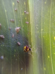 Theridula gonygaster