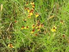 Helenium amarum badium