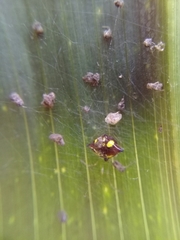 Theridula gonygaster