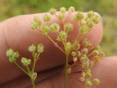 Spermolepis echinata